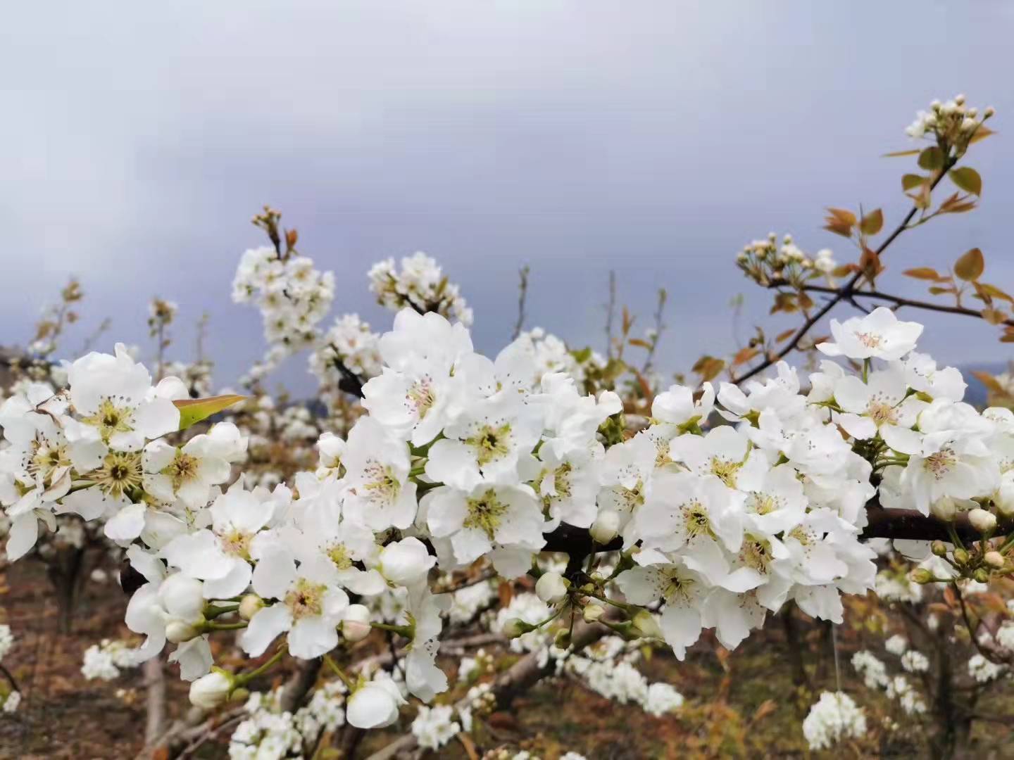 【流年·痕】梨花白，桃花紅（征文·散文）