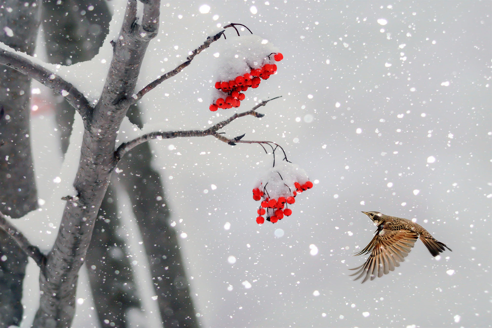【時(shí)光】雪念（散文）