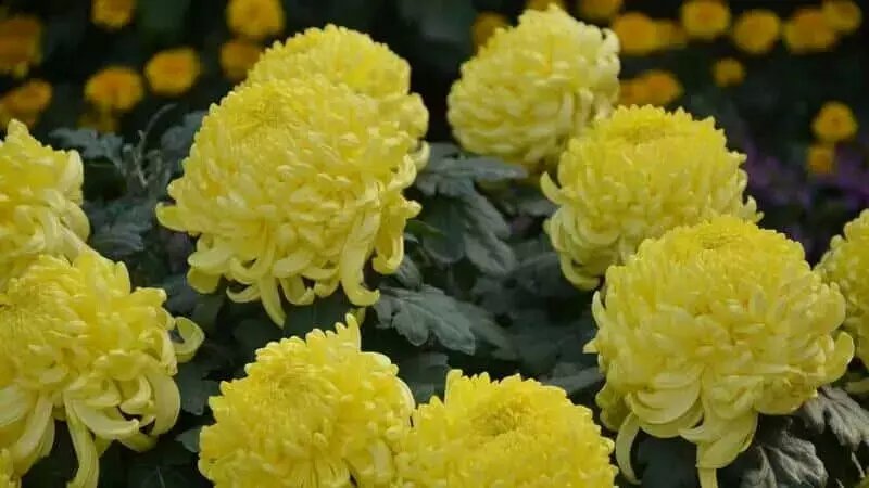 【清韻】一朵汴菊，把通許的名字擦亮（組章）