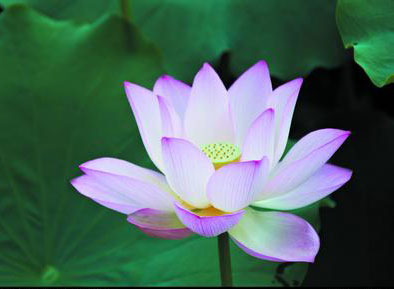 【星月憶】做一朵永不言敗的清蓮（散文）