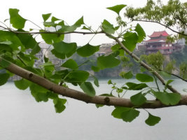 【丁香花語】熟悉的風景（散文）
