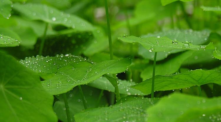 【風(fēng)戀】經(jīng)過，不止是一場(chǎng)繁華（詩(shī)歌）