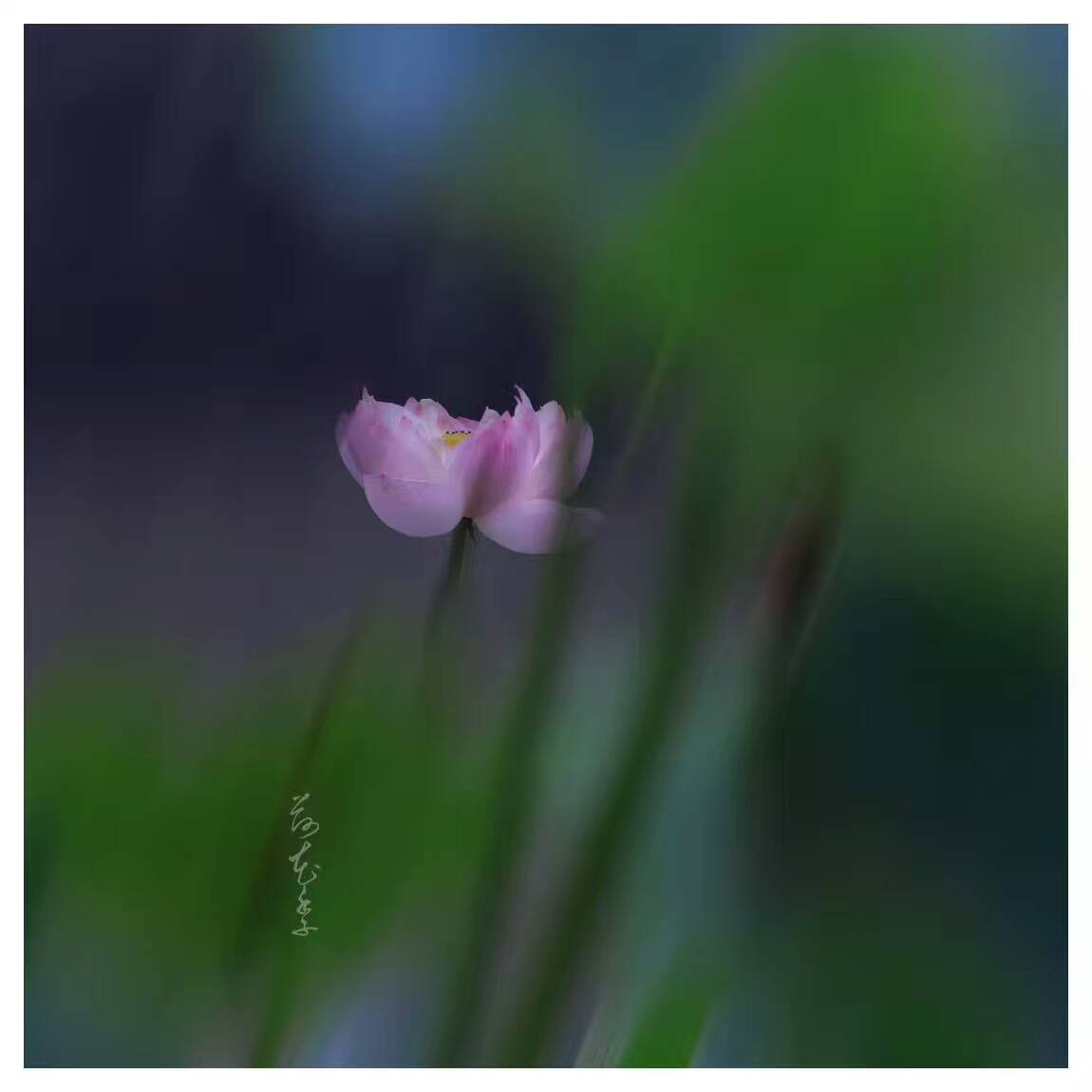 荷花季，下了一場(chǎng)雨