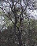【專欄】江南春（外一首）