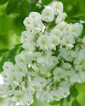 又到槐花盛開(kāi)時(shí)
