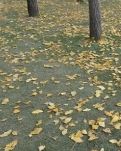 【桃源】風輕輕吹（隨筆）