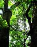 【山水】話說(shuō)豫章香樟樹(shù)（散文）