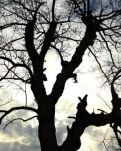 【天涯】鄉(xiāng)愁，是一棵老樹(shù)（組詩(shī)）