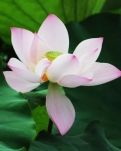 【星月】光陰如禪，淡然于心（散文）