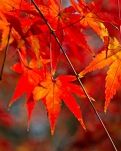 【看點(diǎn)】親愛(ài)的，野楓又紅了（詩(shī)歌）
