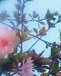 【八一】春天來了，把思念種下（散文·家園）