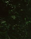 【丁香.祝福丁香】聽雨，豈只一傘語(yǔ)(散文)