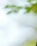 【丁香?祝福丁香】醉無眠（詩歌）