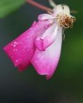 【曉荷·暖】暮春至、薔薇，最美人間四月天