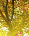【東籬】臨江仙·秋風(fēng)起，落葉紛（古韻）