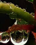 【菊韻】故鄉(xiāng)，是我落下的暗疾（外三首）