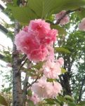 【柳岸·忘】遇見花開，遇見愛（散文）