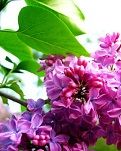 【風(fēng)戀】秋菊，我該怎么對(duì)你說（散文）