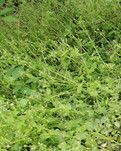 【流年·芳華】繁縷（征文·散文外一章）