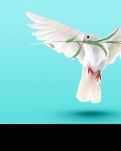 【風(fēng)戀】戰(zhàn)火白鴿（小小說）