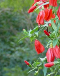 【云水·暖】垂花懸鈴花，如觀碧海綴丹砂（散文）