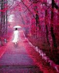 【敏思】花開花落日日新之二 .文/妍冰