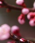【江山·見證】【金文】在那桃花盛開的地方(散文)