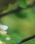 【東籬】陌上花開匆匆往（散文）