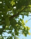 【江山·見證】【曉荷】拜大佛（散文）