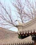 【江山·見證】【心靈】走進(jìn)沈陽(yáng)大帥府（散文）