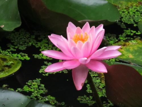 【鳳凰·舞】與一朵睡蓮，靜默相守著（散文）