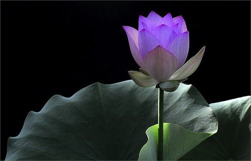 【星月】讓所有的臣民沿途禱告，江山靜若繁星（詩歌）