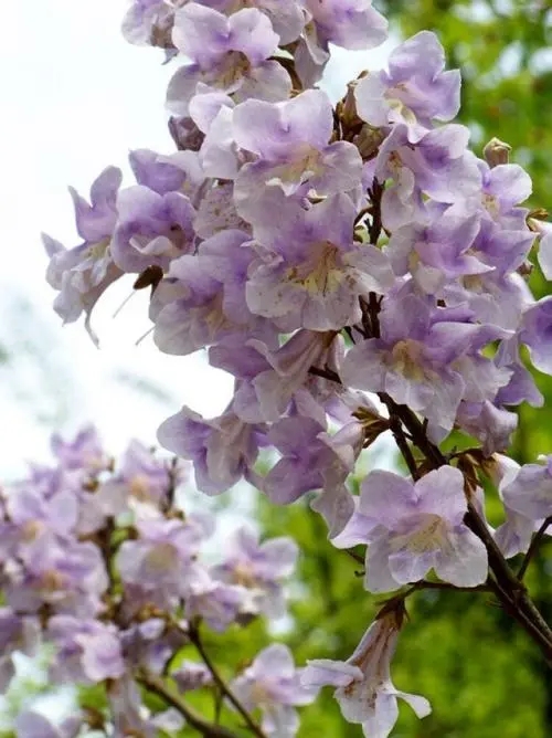 【柳岸·忘】四月，泡桐花開競芳菲（散文）