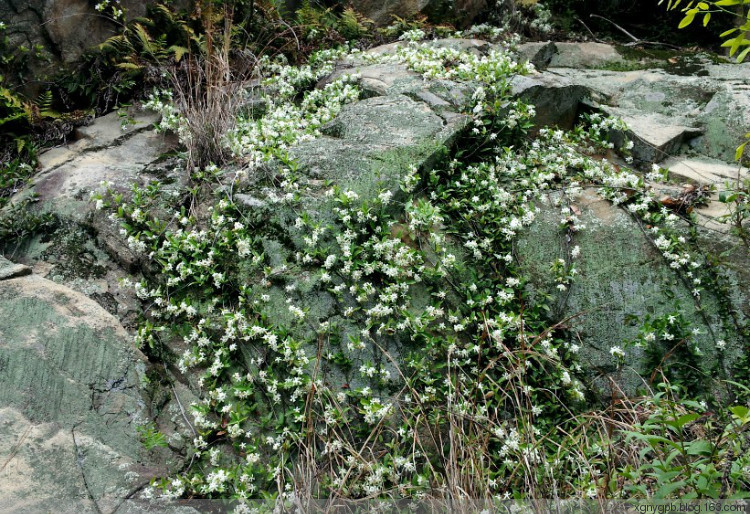 【荷塘“PK大獎(jiǎng)賽”】朵朵苔花開(kāi)（散文）