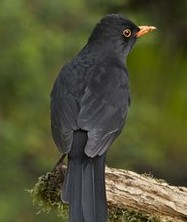 【西風(fēng)】黑鳥(niǎo)（小說(shuō)）