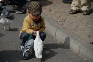 【西風】遺落在歲月中的生靈（散文）