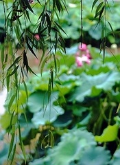 【南山】六月，我們期待一場美麗的夢（詩歌）