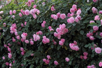 【天涯“我的生活故事”征文】滿院薔薇幽幽香 （散文）