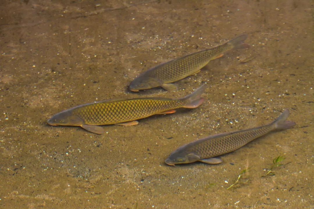 【寧?kù)o·啟】野魚（散文）