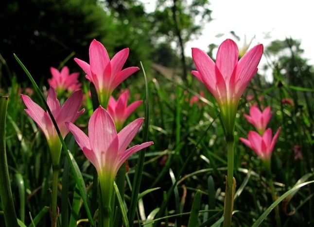 【荷塘“PK大獎(jiǎng)賽”】風(fēng)雨花，亮麗的雨后彩虹（散文）