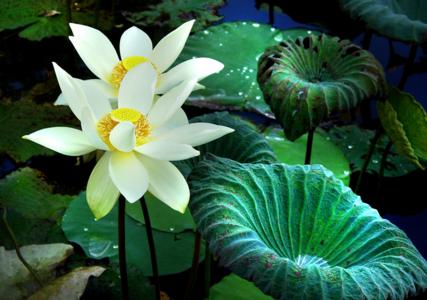 【心花品茗】一花一世界，一詩(shī)一菩提