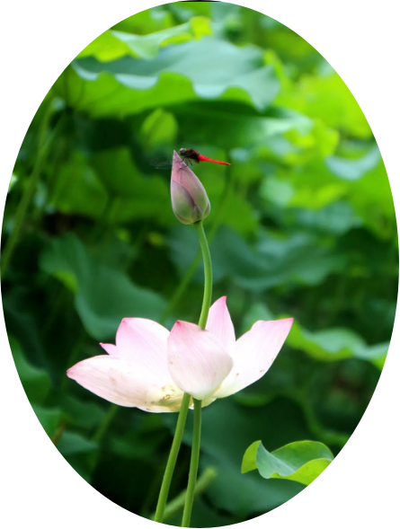 【萌芽】遇見你，真好（記敘文）