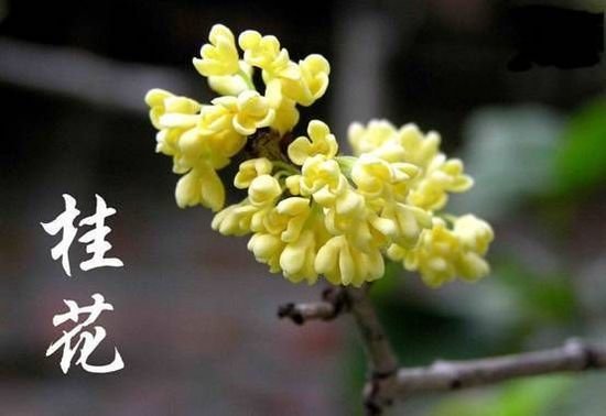 【丁香?祝福祖國(guó)】守一樹(shù)花開(kāi)，散一季清香