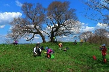 【星月】三月春雨足，呼兒競采擷（散文）