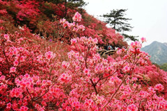 【神舟·神采飛揚(yáng)】花開(kāi)的日子（情感小說(shuō)）