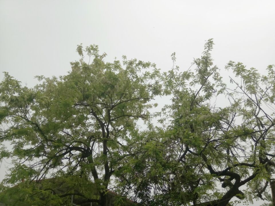 【曉荷·天地事】槐花香濃（征文。散文）