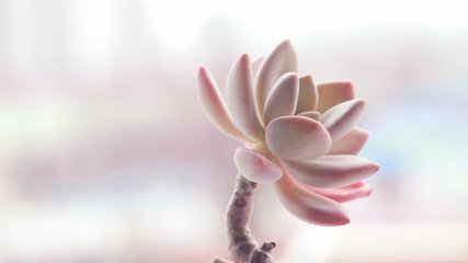 【流云】愛在荒野中獨步（散文·外一篇）