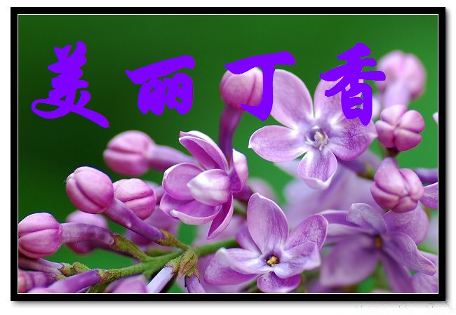 【丁香·那年丁香】今年今日，不變丁香情（詩歌）