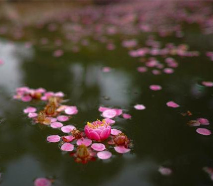 【時(shí)光】落花風(fēng)（同題?微小說(shuō)）