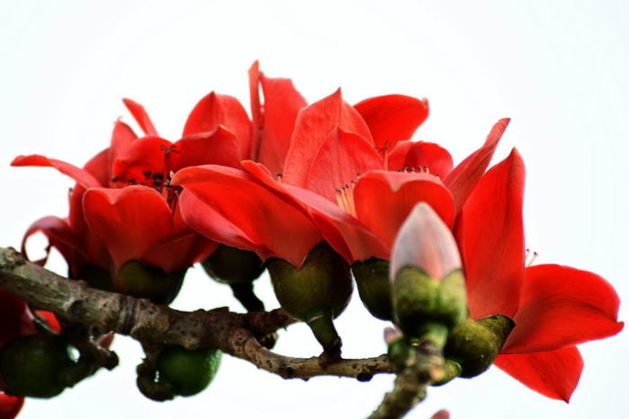 【丁香花語(yǔ)】如果，生活（詩(shī)歌）